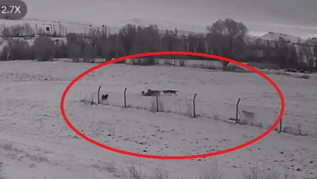 Pınarbaşı’da kurt sürüsü köpeği öldürdü