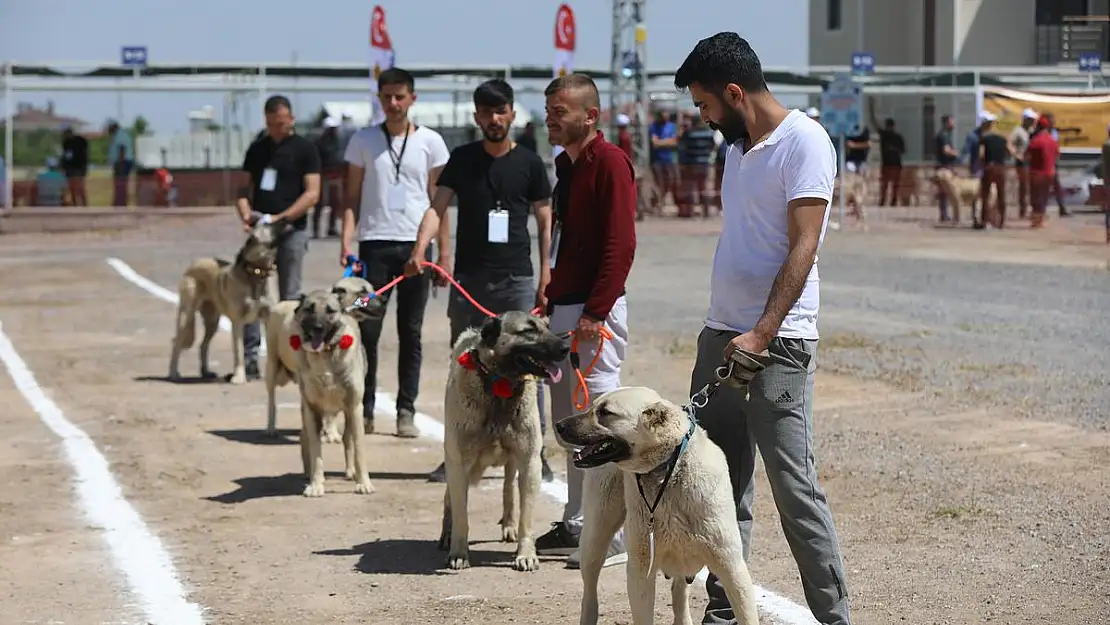 ANADOLU ÇOBAN KÖPEKLERİ GÜZELLİK YARIŞMASI