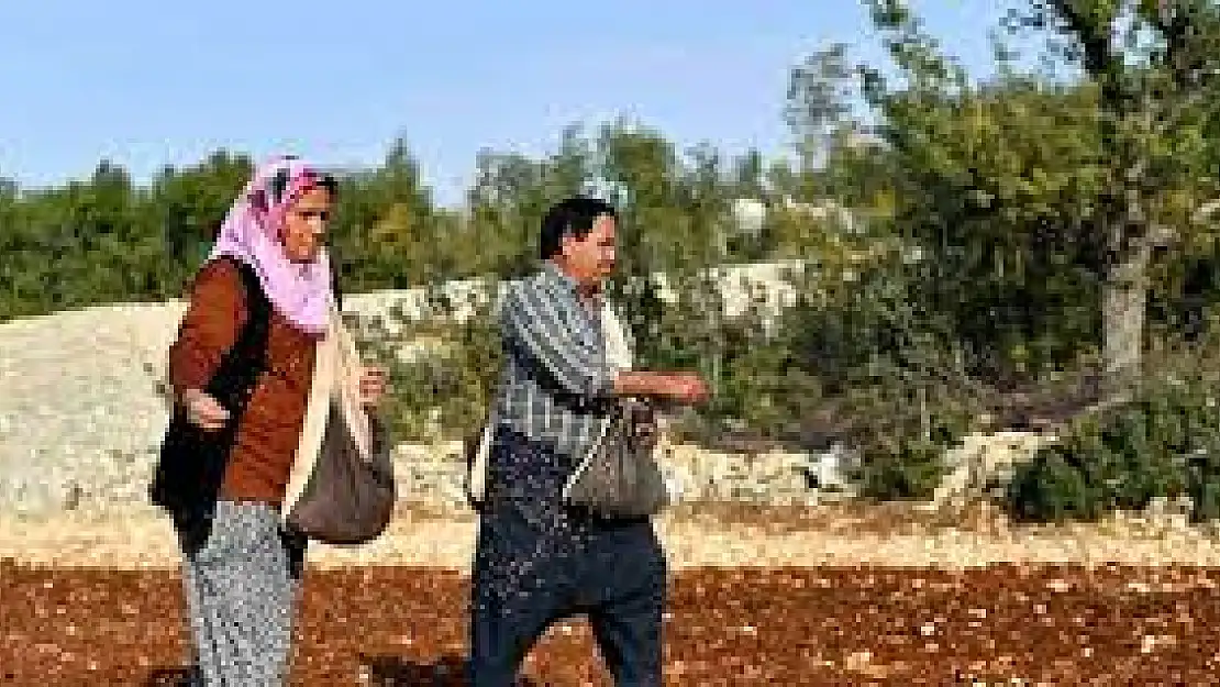 Anadolu'nun yerel buğdayı gelecek nesillere aktarılıyor