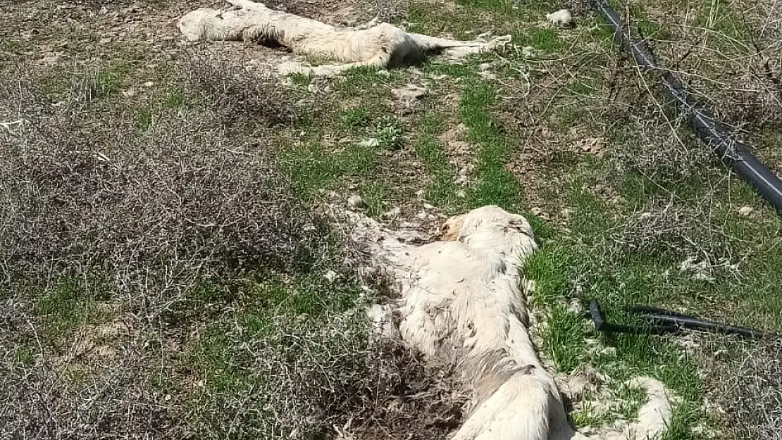 AYAKLARI BAĞLI KÖPEKLER ÖLÜ BULUNDU