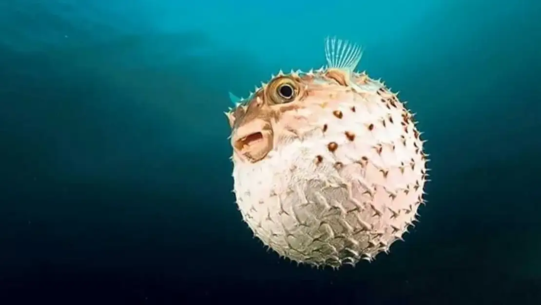 Balon balığı desteğine yüzde 40 zam