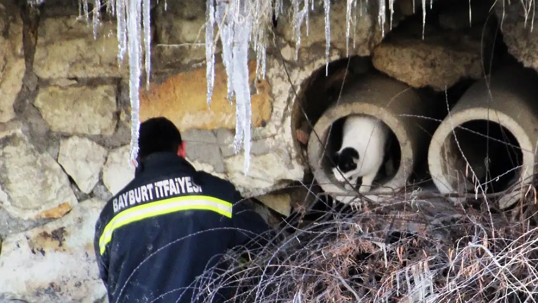 BAYBURT İTFAİYESİ'NDEN KEDİ KURTARMA OPERASYONU