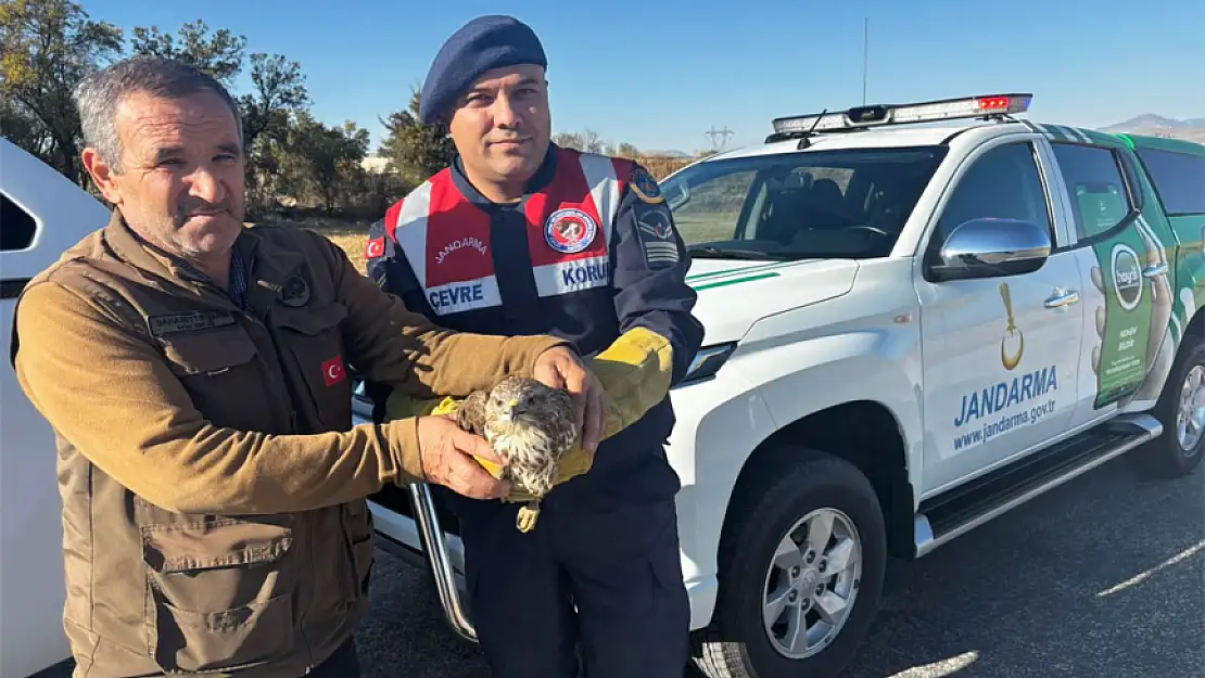 Burdur'da yaralı boz şahin bulundu