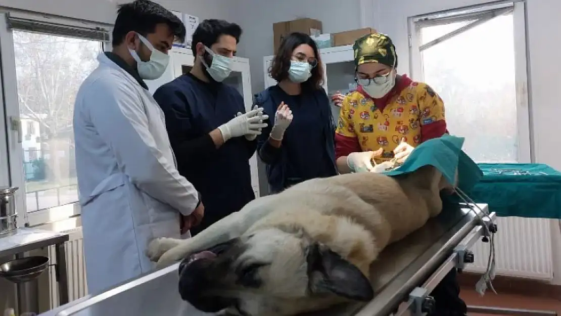 Bursa Osmangazi'de başıboş köpekler için örnek çalışma