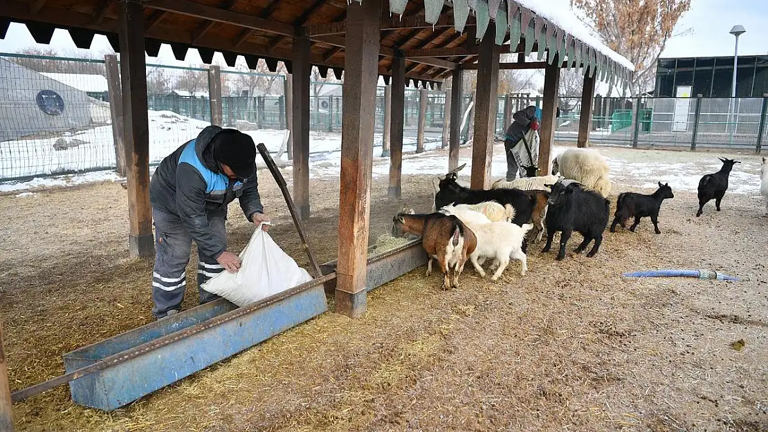 Büyükşehir'den Hayvanat Bahçesi'ne Kış Desteği