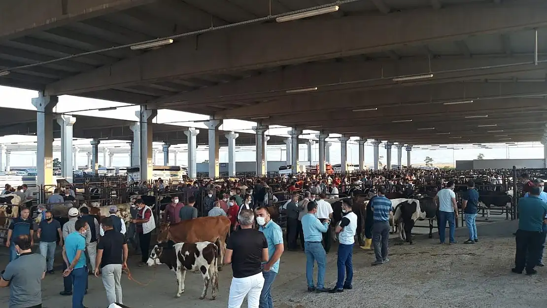 Canlı Hayvan Borsası Kurban Bayramı'na hazır