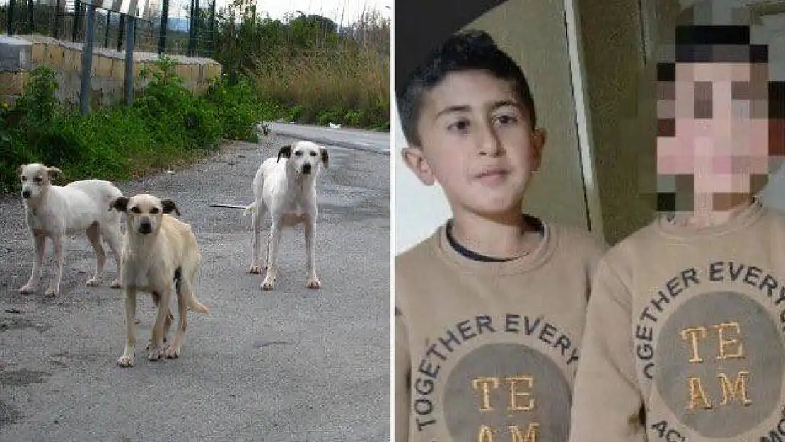 Erzurum'da 10 yaşındaki çocuğa köpek saldırısı