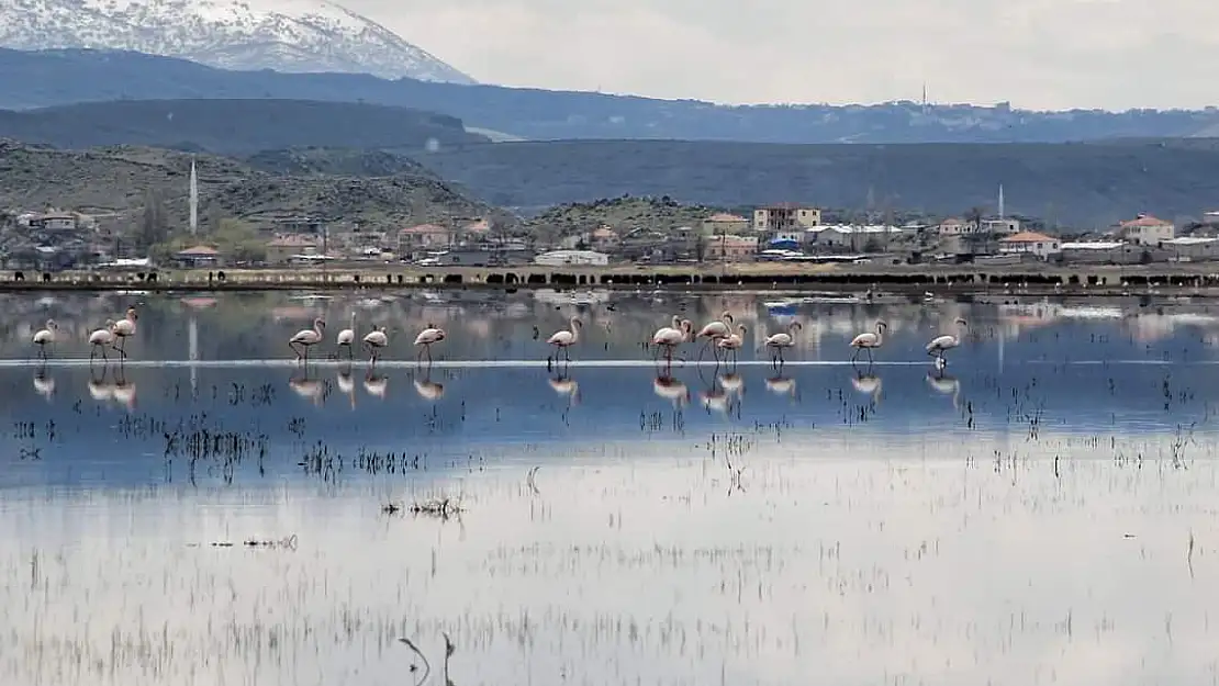 Flamingoların durağı Kayseri oldu