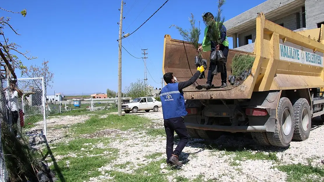 HALİLİYE KIRSALINA FİDAN DAĞITIMI SÜRÜYOR