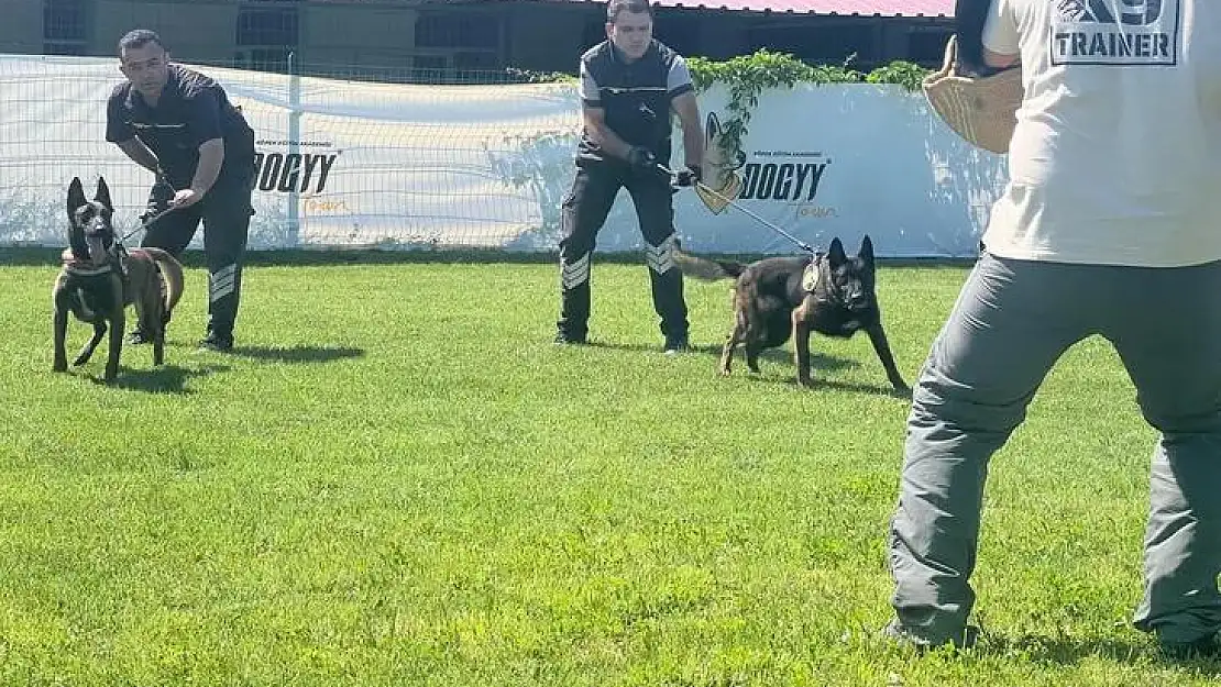 Hangi köpek ırklarından patlayıcı madde uzmanı çıkıyor?