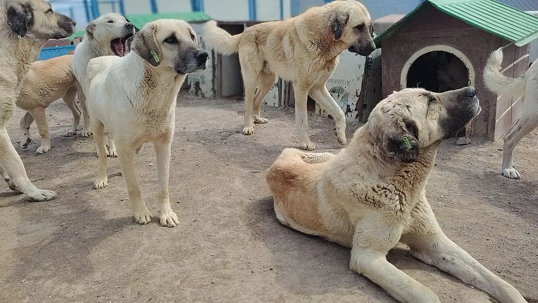 Hatay'dan 50, Kahramanmaraş'tan 100 köpek bakılıyor