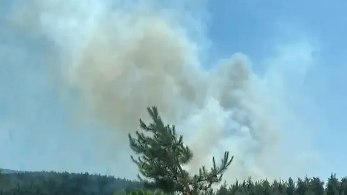 İzmir Buca'da Orman Yangını: 3 gözaltı