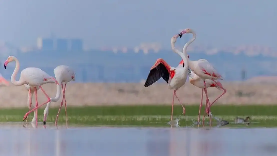 İzmir'in doğasını yok edecek seçim vaadine tepki!