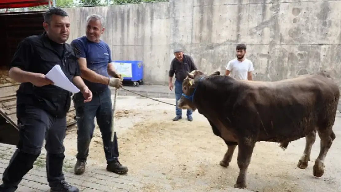 İzmit Belediyesi Modern Hayvan Pazarına kurbanlıklar geliyor