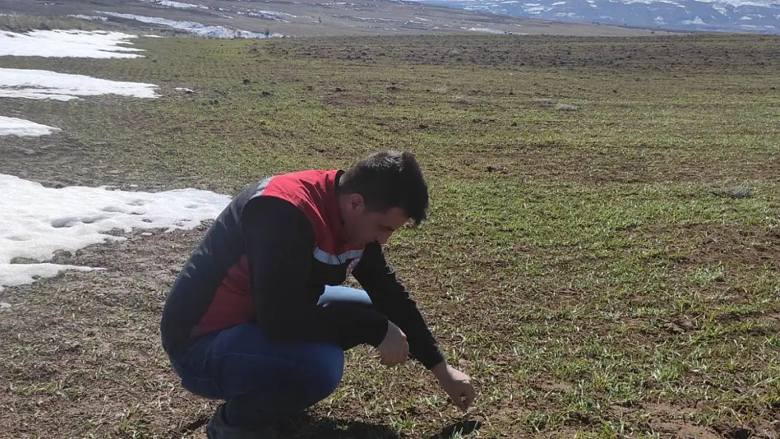 Kayseri'de fenolojik gözlem çalışmaları sürüyor