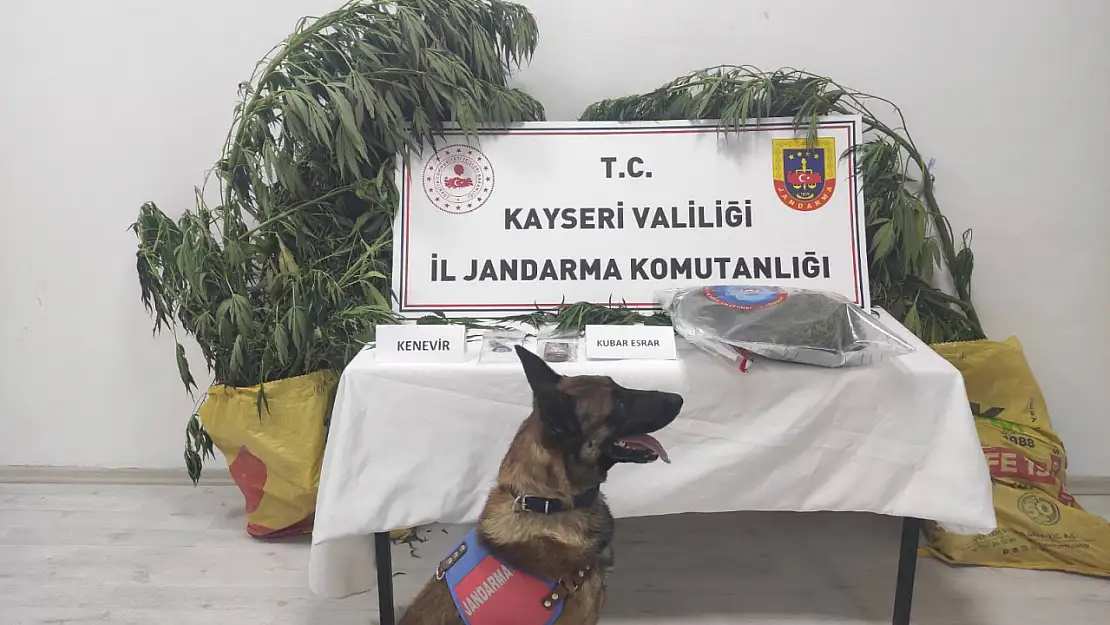 Kayseri Talas'ta uyuşturucu operasyonu: Kenevir ve esrar ele geçirildi