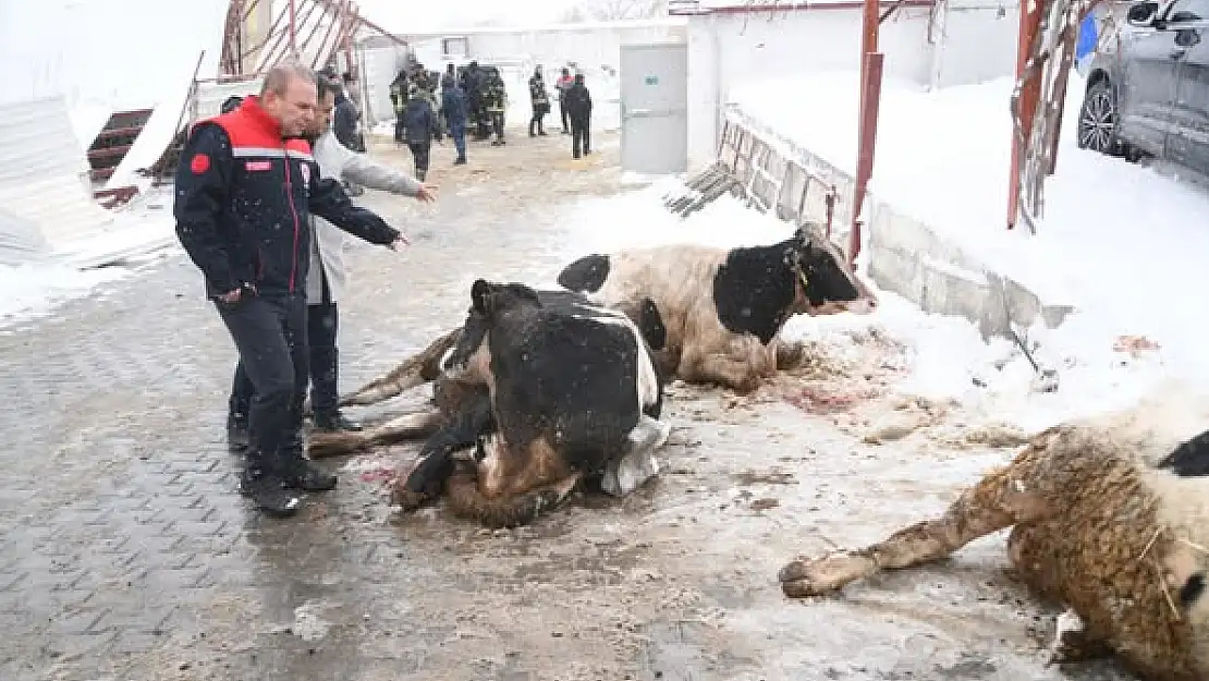 KAYSERİ'DE AHIR ÇÖKTÜ,10 HAYVAN TELEF OLDU