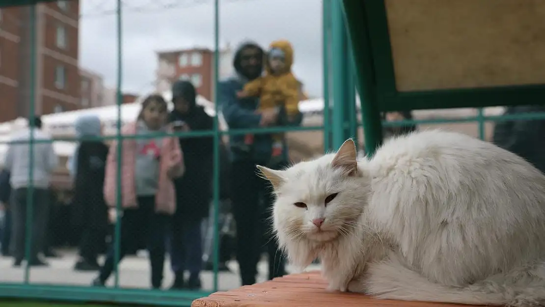 KEDİ  KASABASI AÇILDI