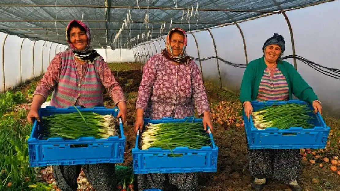 Kocaeli'de yüzde 50 hibeli modern sera desteği