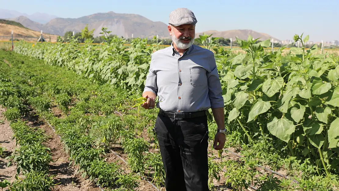 Kocasinan'dan örnek tarım projesi