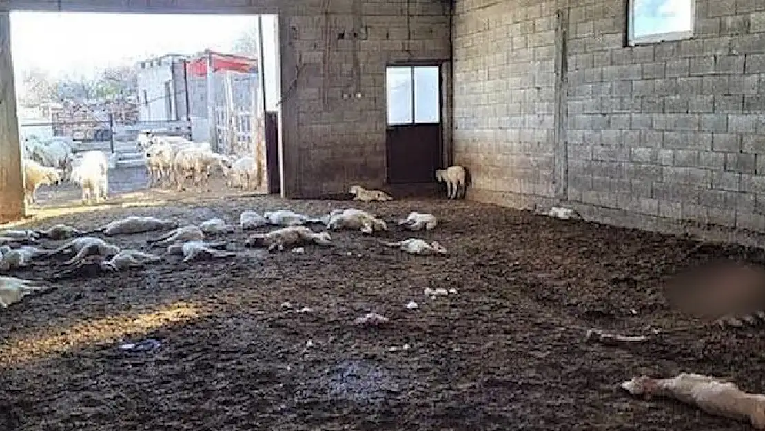 Krediyle aldığı koyunlarının kuzularına sokak köpekleri saldırdı: 33 kuzu telef oldu