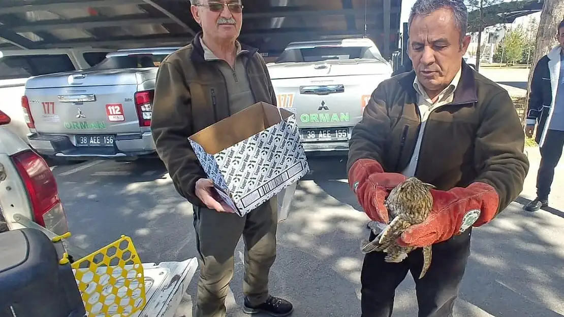 Kulaklı orman baykuşu tedavi altına alındı