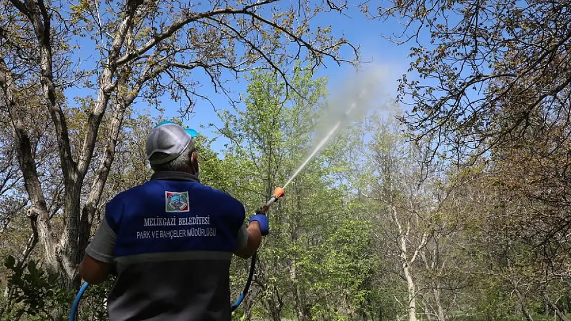 Melikgazi de Gesi Cevizleri ilaçlaması