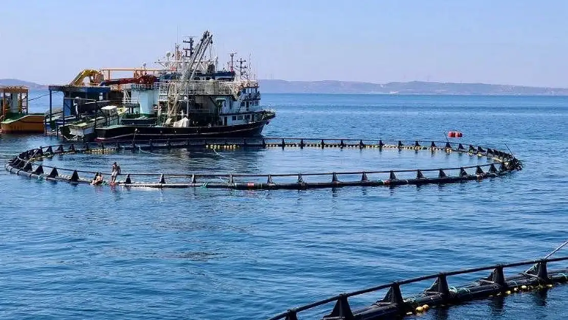 Orkinos çiftlikleri İzmir'den dünyaya açılıyor