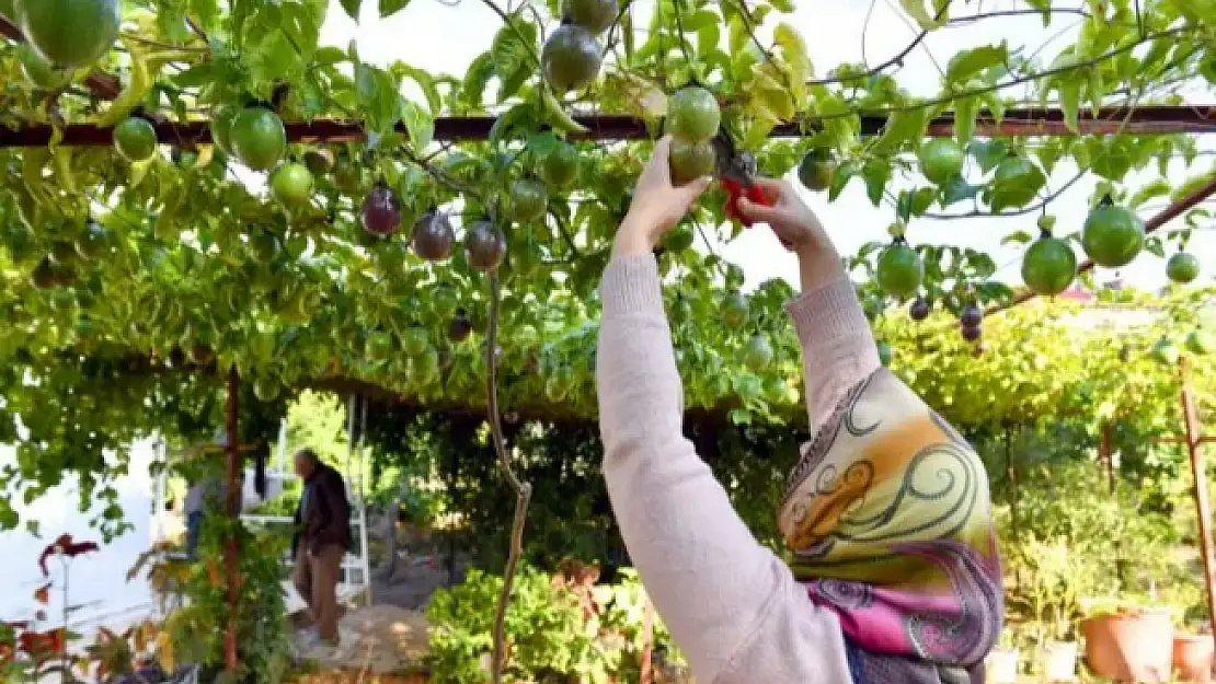 Passiflora üreticilerinin hasat sevinci