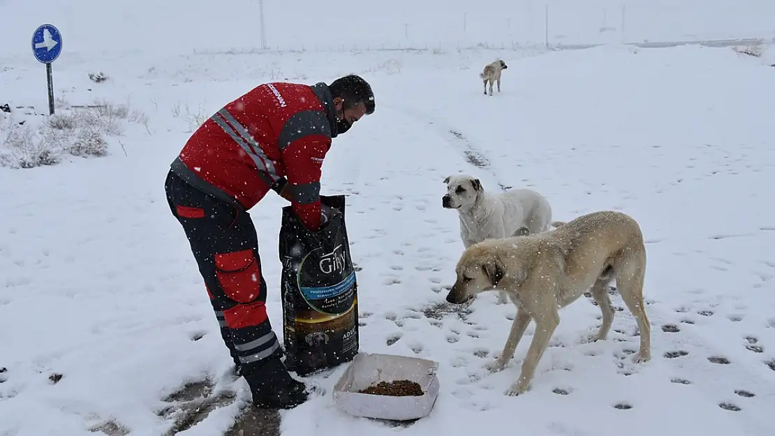 SOKAK HAYVANLARI İÇİN  AŞILDI