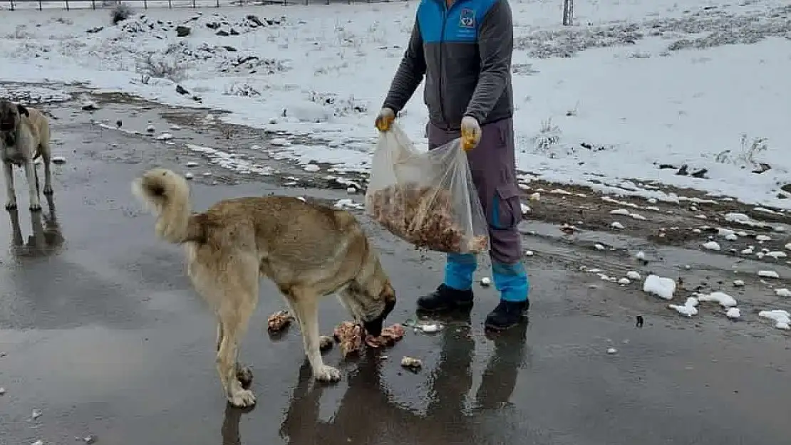 Sokak hayvanlarını besliyorlar