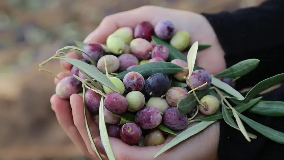 Türkiye'nin zeytin üretimi 2024'te rekora ulaştı