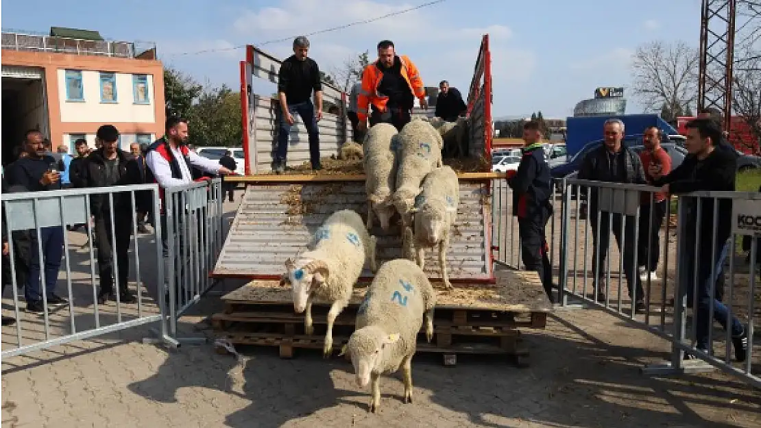 Üreticiye 500 koç, 150 teke verilecek