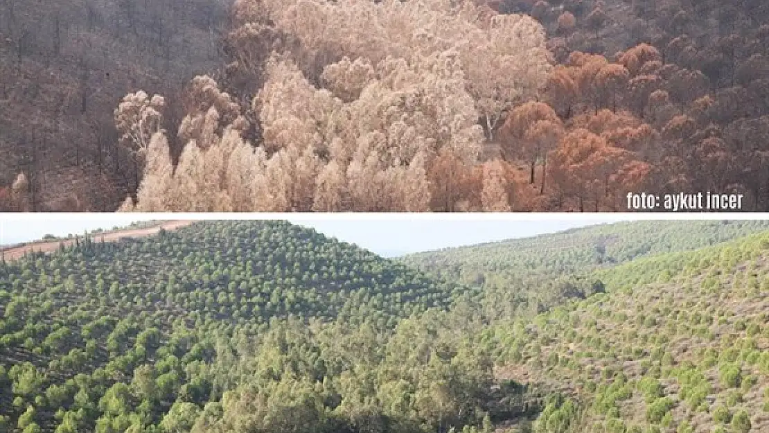 YANAN ORMANLAR TEKRAR YEŞİLE DÖNDÜ