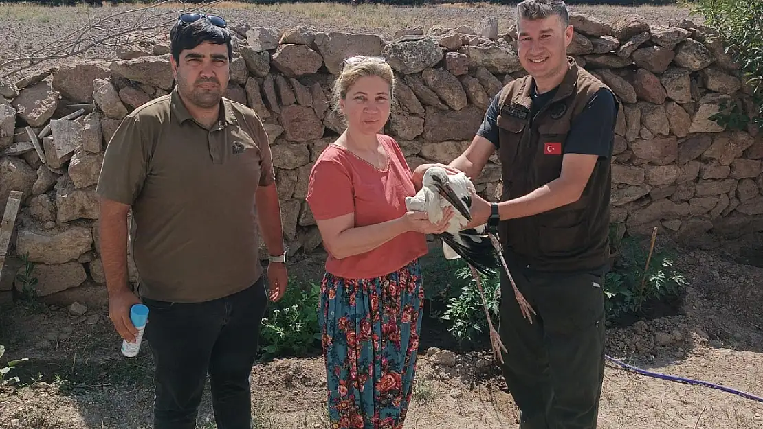 Yaralı bulunan leylek tedavi altına alındı