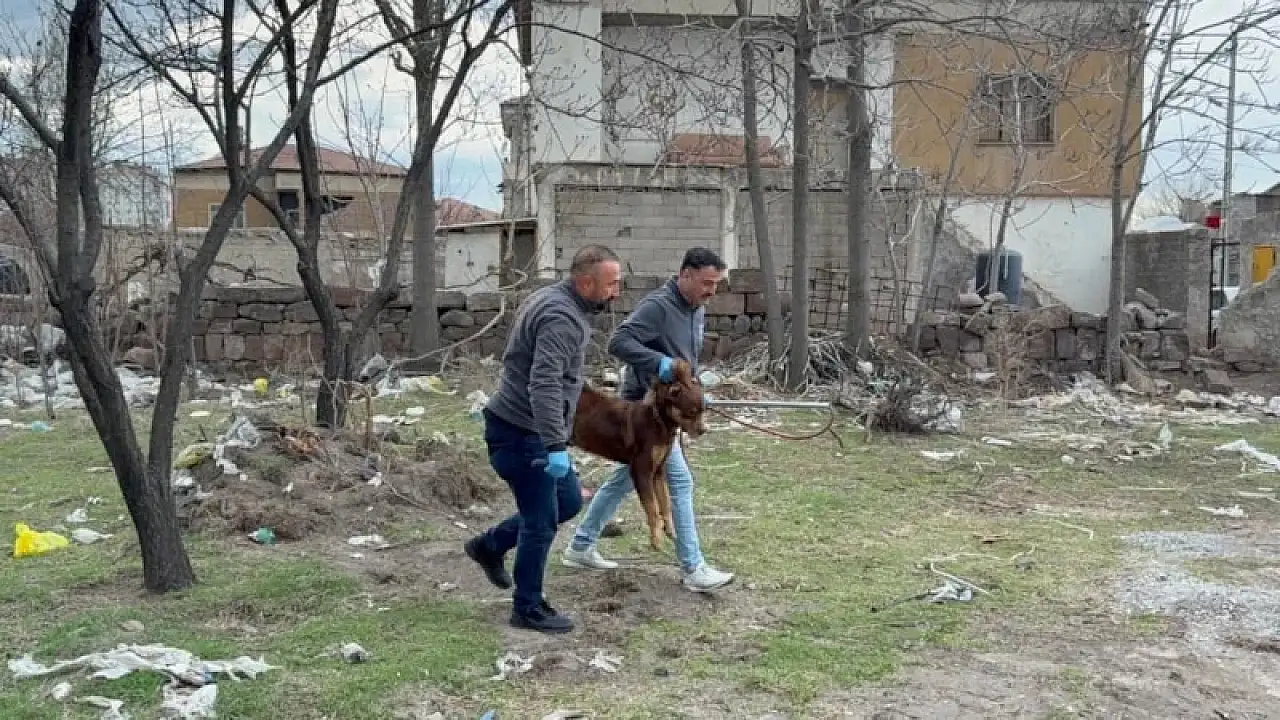 Kayseri'de Köpek Saldırısı: 3 Yaşındaki Çocuk Evine Döndü
