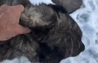 Başı kayaların arasına sıkışan köpek kepçeyle kurtarıldı