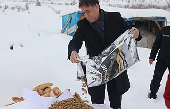 Develi'de sokak hayvanlarına destek