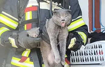 Kayabaşı'ndaki Yangında 6 Kedi Kurtarıldı