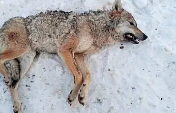 Kayseri'de kurt ölü bulundu