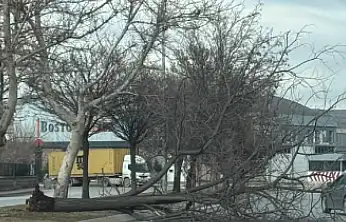 Kayseri'de şiddetli rüzgar ağacı devirdi