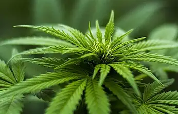 Kayseri'nin de aralarında bulunduğu 21 ilde kenevir yetiştirilecek