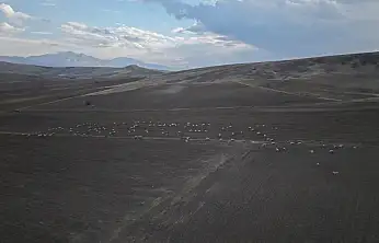 'Koyunlar Artıyor' projesi kırsalı canlandırıyor