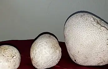Sarız'da dev mantarlar görenleri şaşırttı