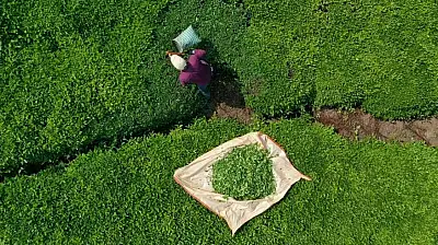 Türk çayı ihracatta rekor kırdı