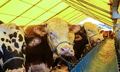 Kurbanlık alacaklar dikkat! 2025 rakamları açıklandı