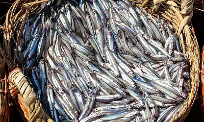 Doğu Karadeniz'den 10 ayda 29 ülkeye su ürünü ihracatı