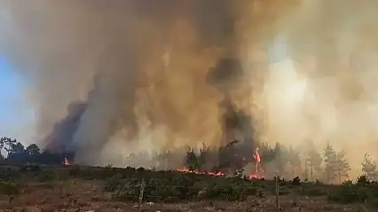 Kocaeli İzmit'te orman yangını