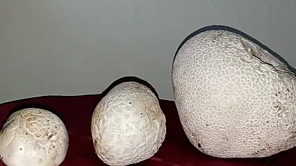 Sarız'da dev mantarlar görenleri şaşırttı