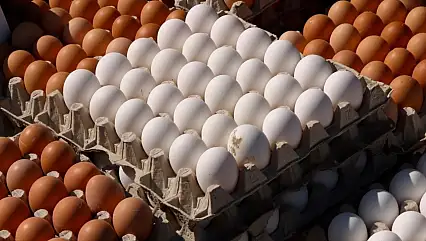 Tavuk eti üretimi arttı, yumurta geriledi